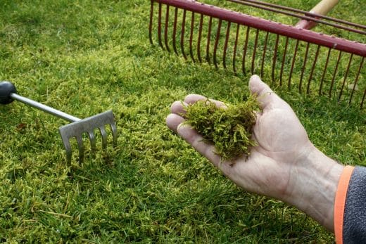À épingler : Comment se débarrasser de la mousse dans le gazon ? 5 solutions pour préserver votre pelouse