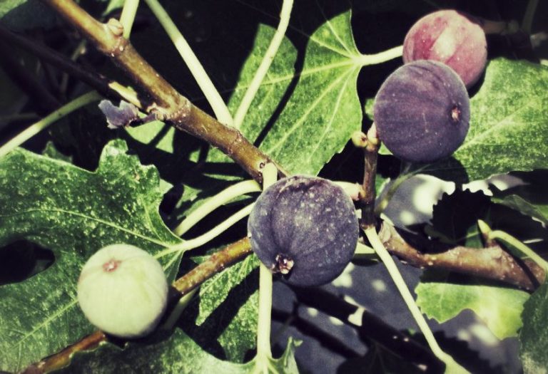 Comment et quand tailler un figuier ? Tous nos Conseils & Astuces