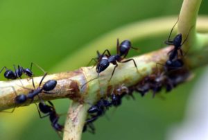se débarasser définitivement des fourmis du jardin