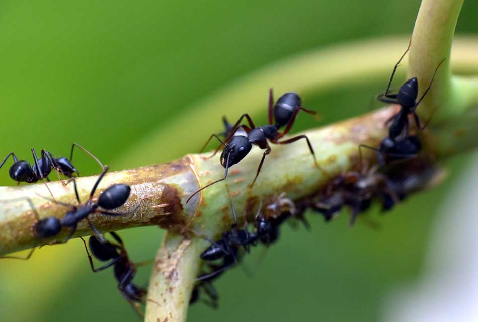 Comment se débarrasser des fourmis dans le jardin ? | Ctendance.fr