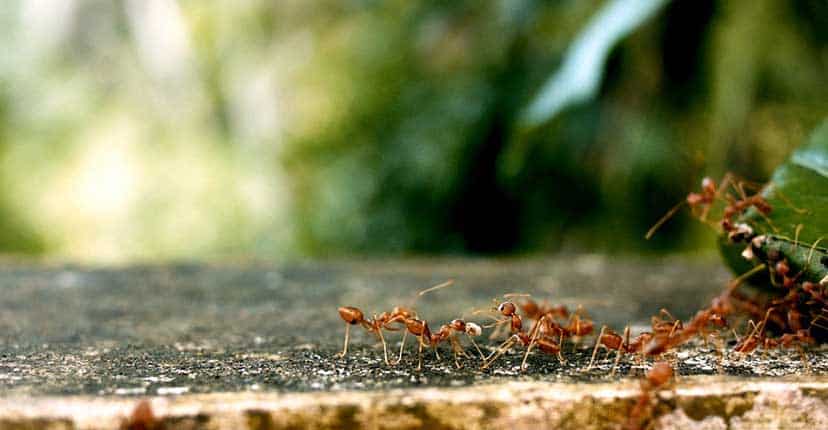 jardin infesté de fourmis