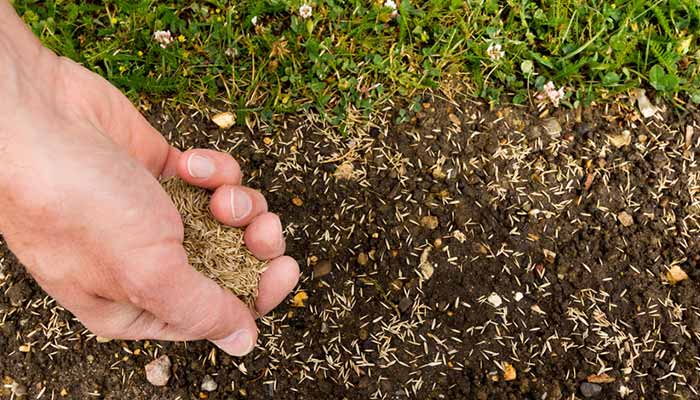 planter une pelouse