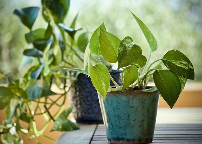 Epipremnum Aureum 
