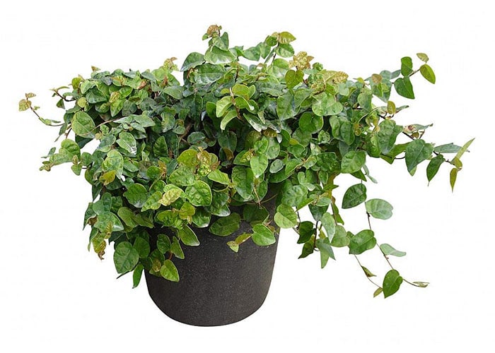 Ficus Pumila