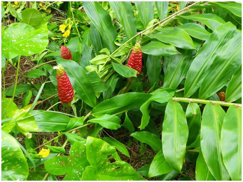 Fleurs exotiques : la liste des 20 plus belles plantes exotiques !