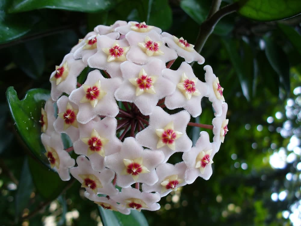 Hoya carnosa parfumée