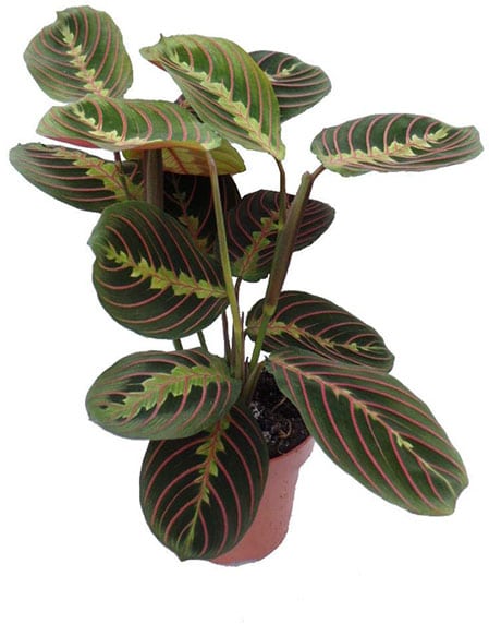 Maranta Leuconeura