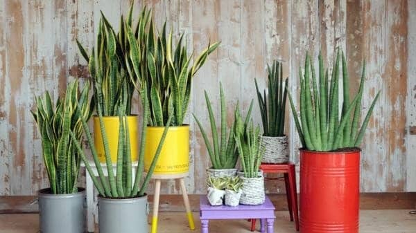 Sansevieria