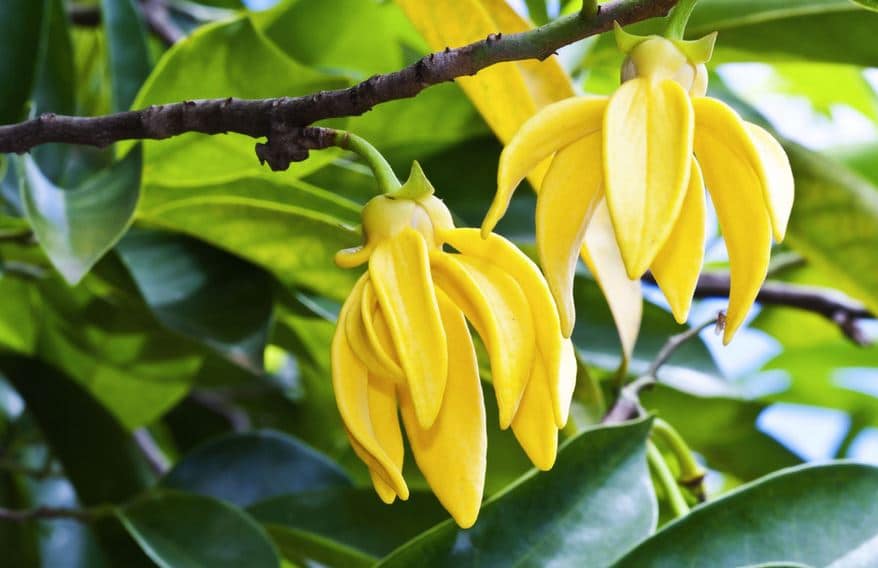 Ylang-Ylang