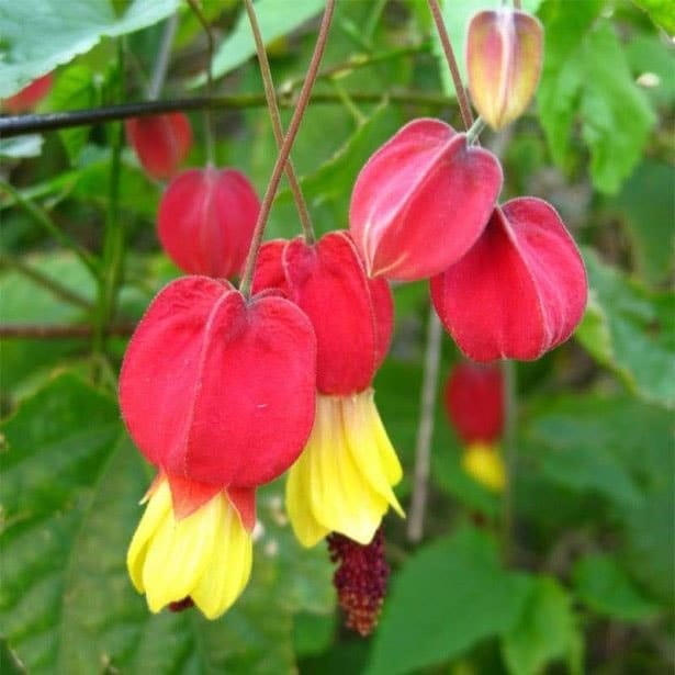 abutilon