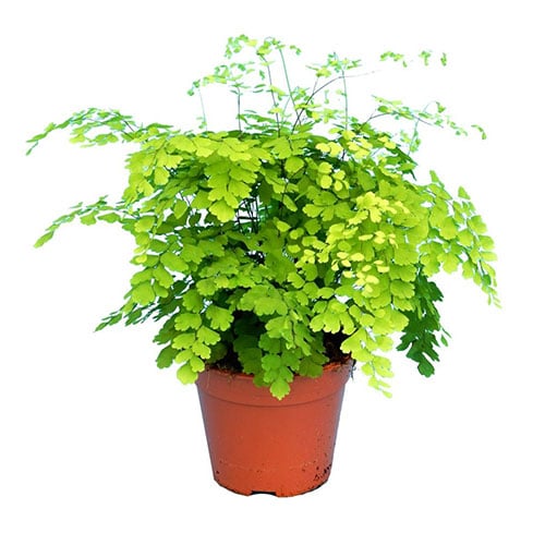 Adiantum Fragrans 