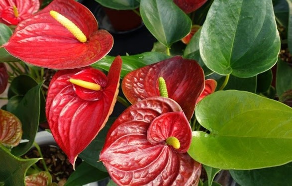 Tropical Fleurs Plante exotique rares Semences Semences Kapok-Arbre exot 