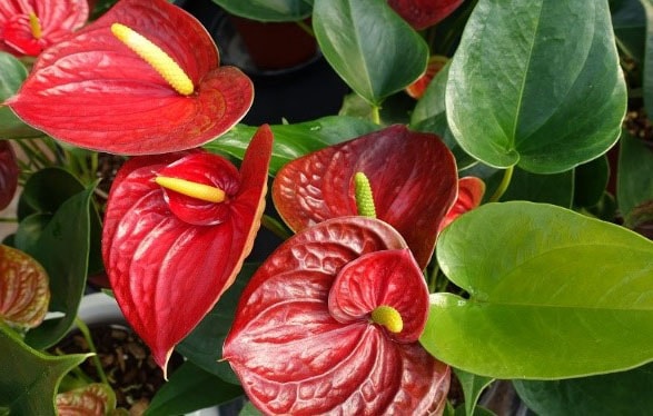 Fleurs exotiques : la liste des 20 plus belles plantes exotiques !