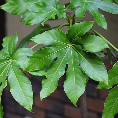 Aralia