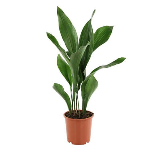 Aspidistra