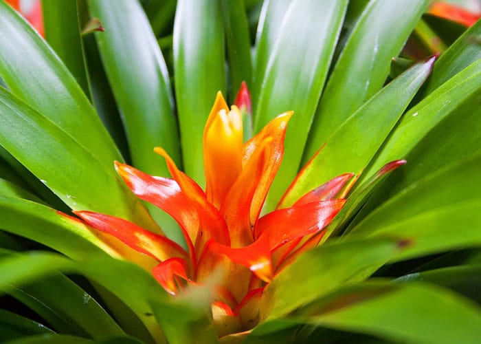 Bromelia 
