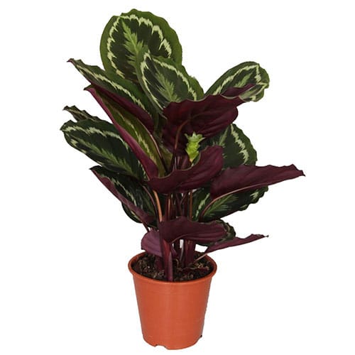 Calathea 