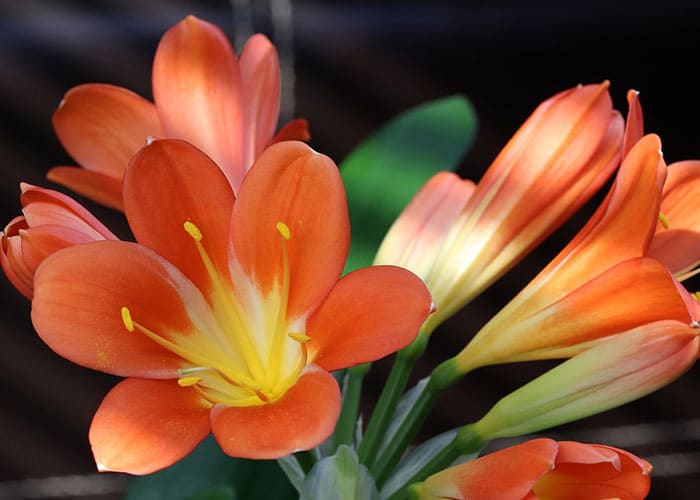 Clivia 