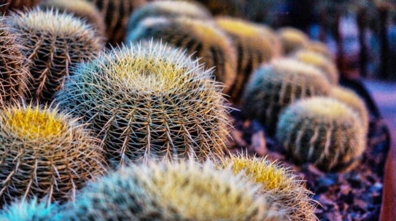 Comment arroser un cactus : Période, fréquence et quantité d'eau