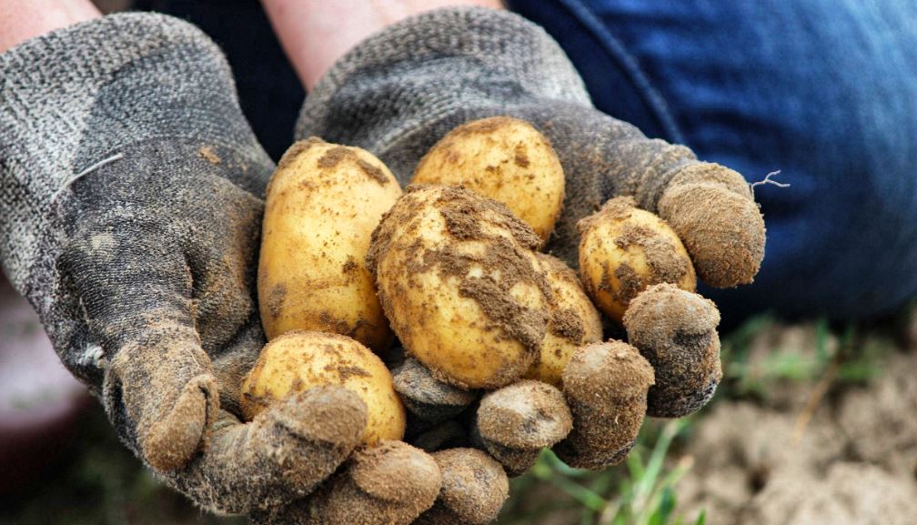 Quand et comment planter les pommes de terre ?