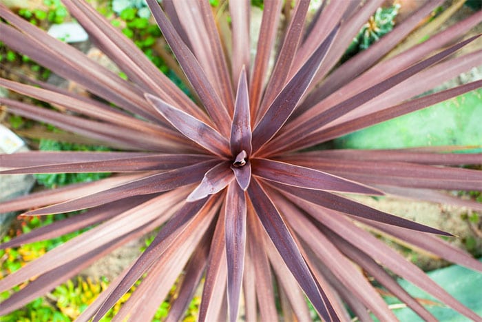 Cordyline