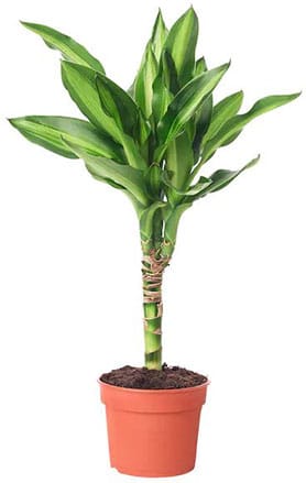 Dracaena