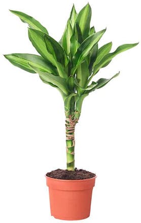 Dracaena 