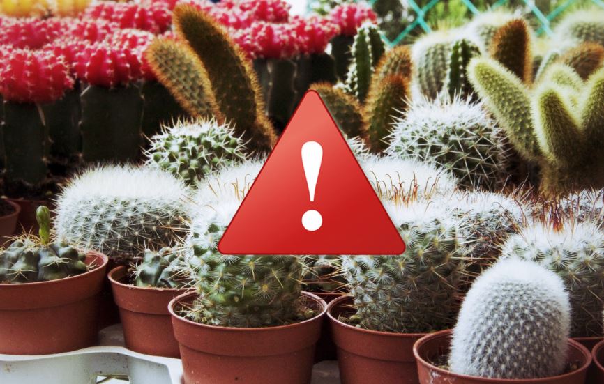 erreurs à éviter quand on arrose un cactus