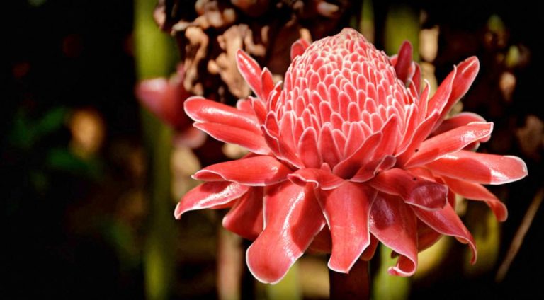 À épingler : Les 20 plus belles plantes exotiques