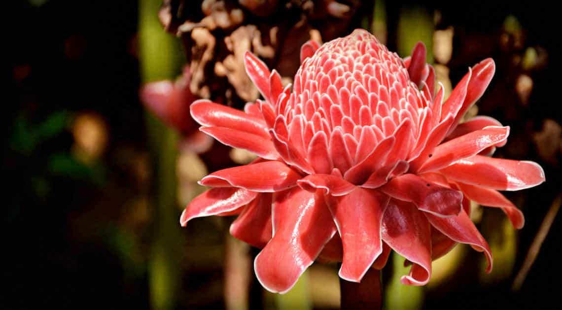 Fleurs Exotiques La Liste Des Plus Belles Plantes Exotiques