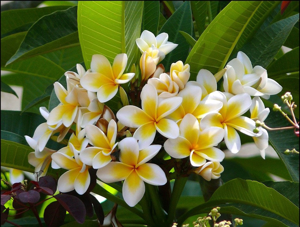 ** exotique fleurs Rare semences rares jardin balcon plante cire citrouille 