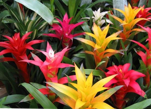 guzmania