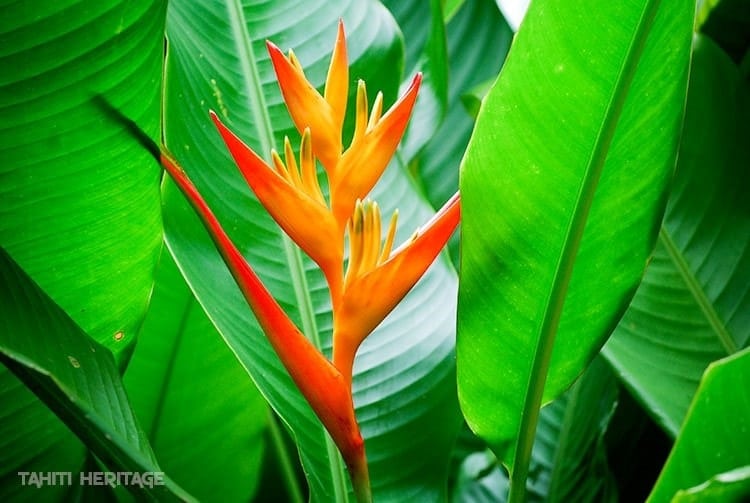 Fleurs exotiques : la liste des 20 plus belles plantes exotiques !