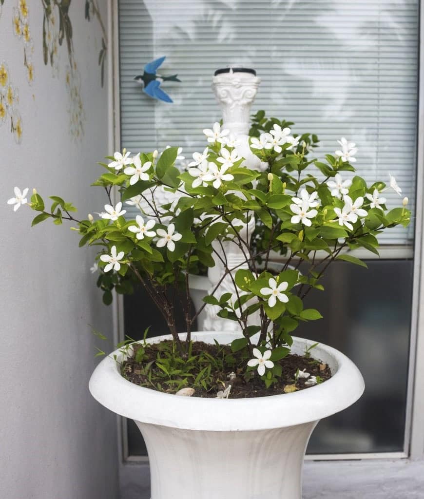 jasmin de Madagascar