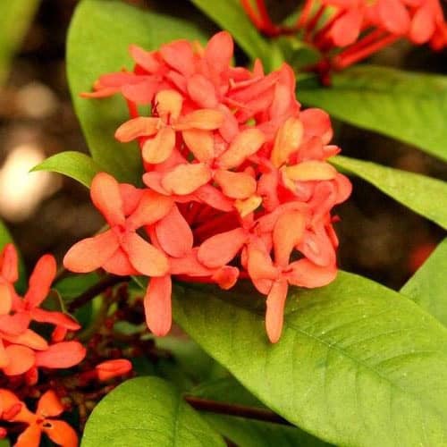 jasmine antillaise (ixora)