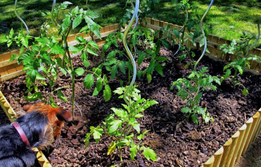 marc de café jardin tomates
