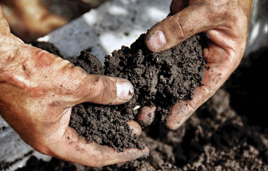marc de café pour les plantes