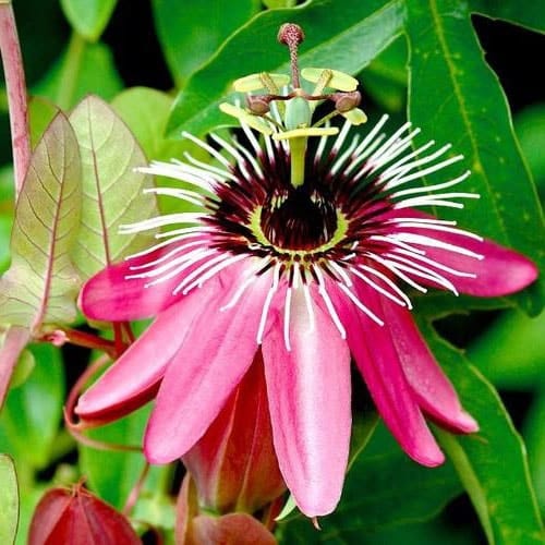 Fleurs exotiques : la liste des 20 plus belles plantes exotiques !