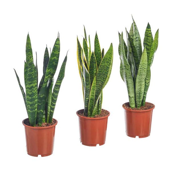 Sansevieria