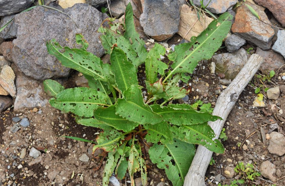 Rumex éliminer du jardin