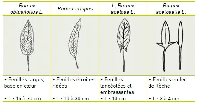 variétés de rumex