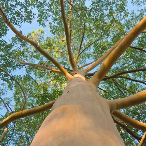 Eucalyptus