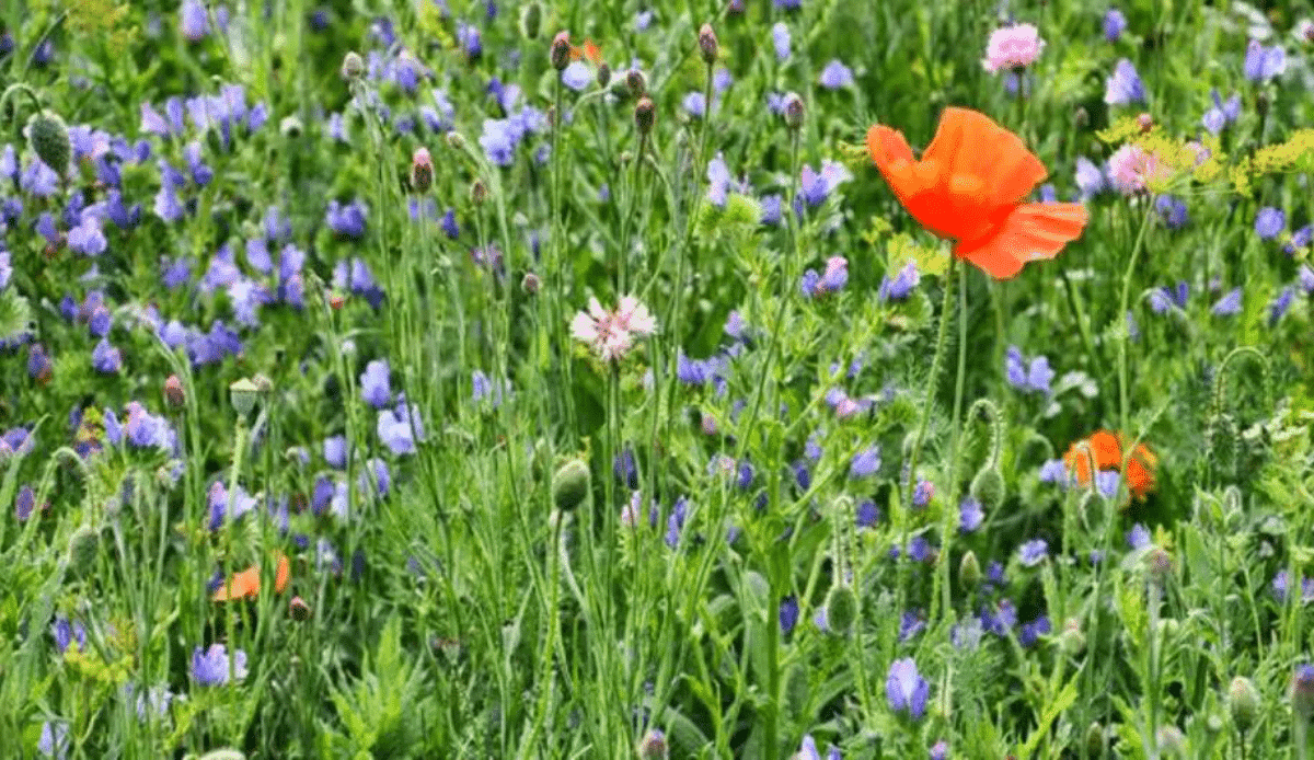 Fleurs des champs