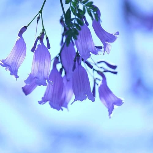 Jacaranda