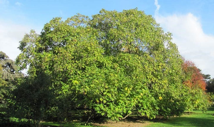 Le catalpa