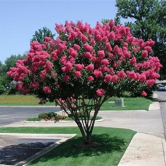 Arbre Qui Pousse Vite Notre Top 10 Des Arbres à Croissance