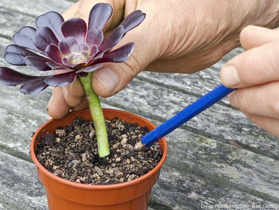 Comment entretenir et réussir les boutures des plantes grasses ? : Femme  Actuelle Le MAG