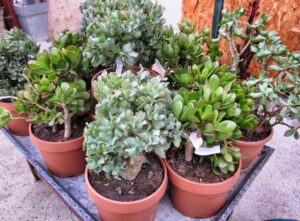 Plantes grasses