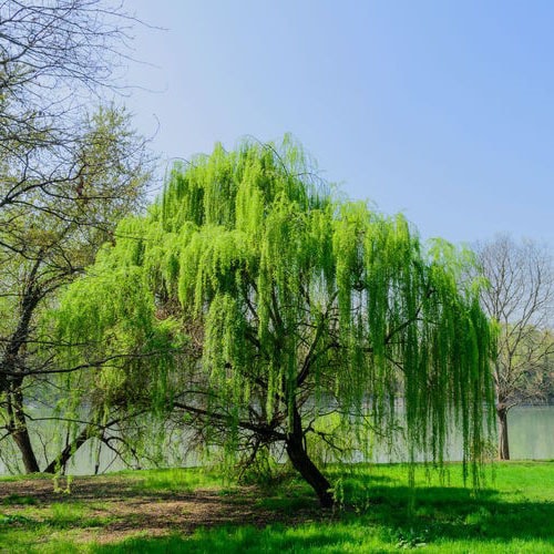 Saule