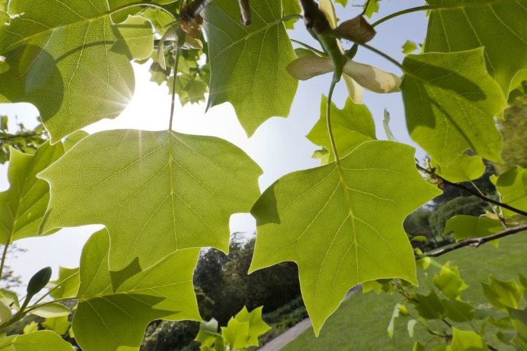 Arbre qui pousse vite la liste des 10 arbres à croissance rapide — free download